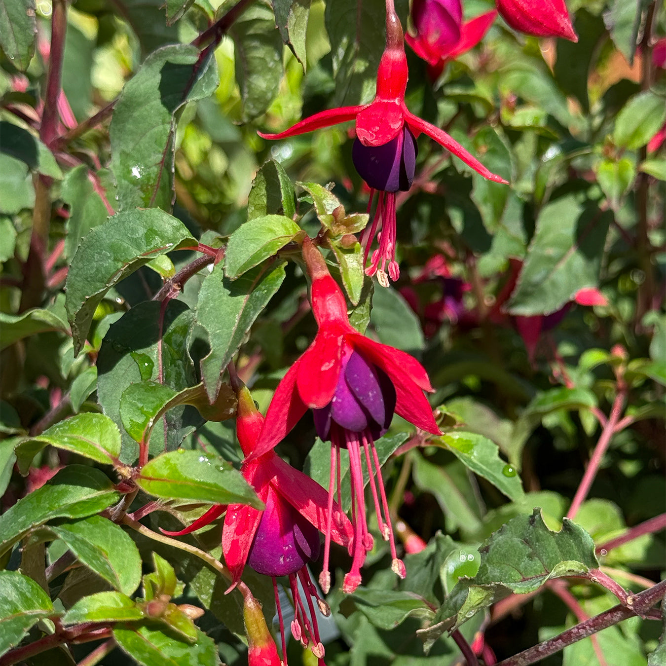 Fuchsia &