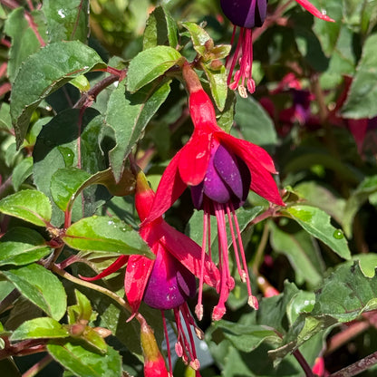 Fuchsia &