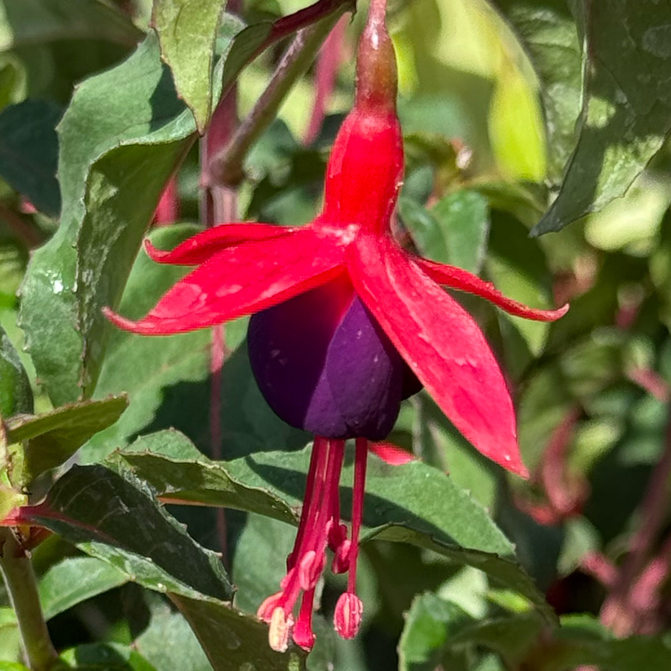 Fuchsia &