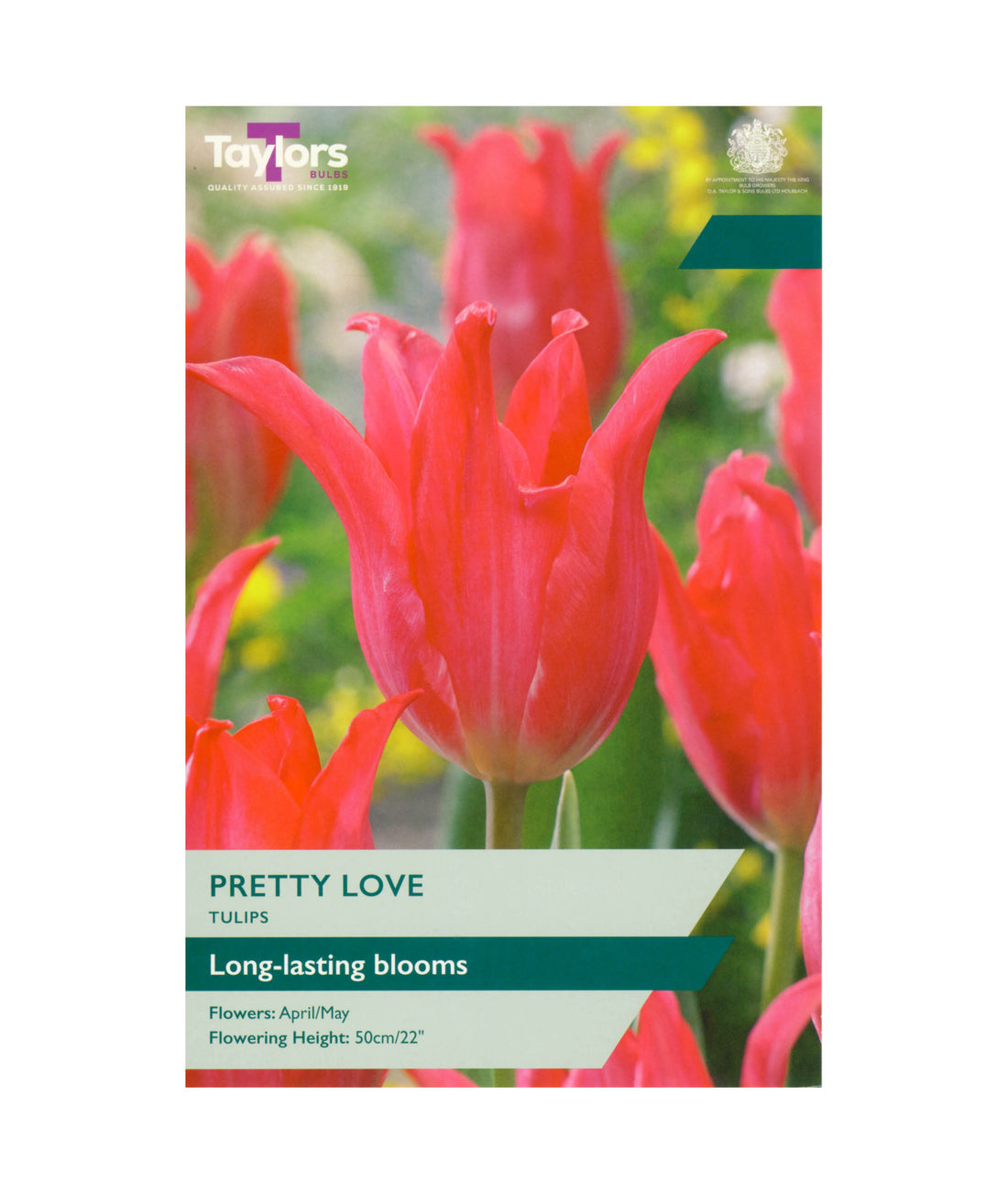 Tulip &