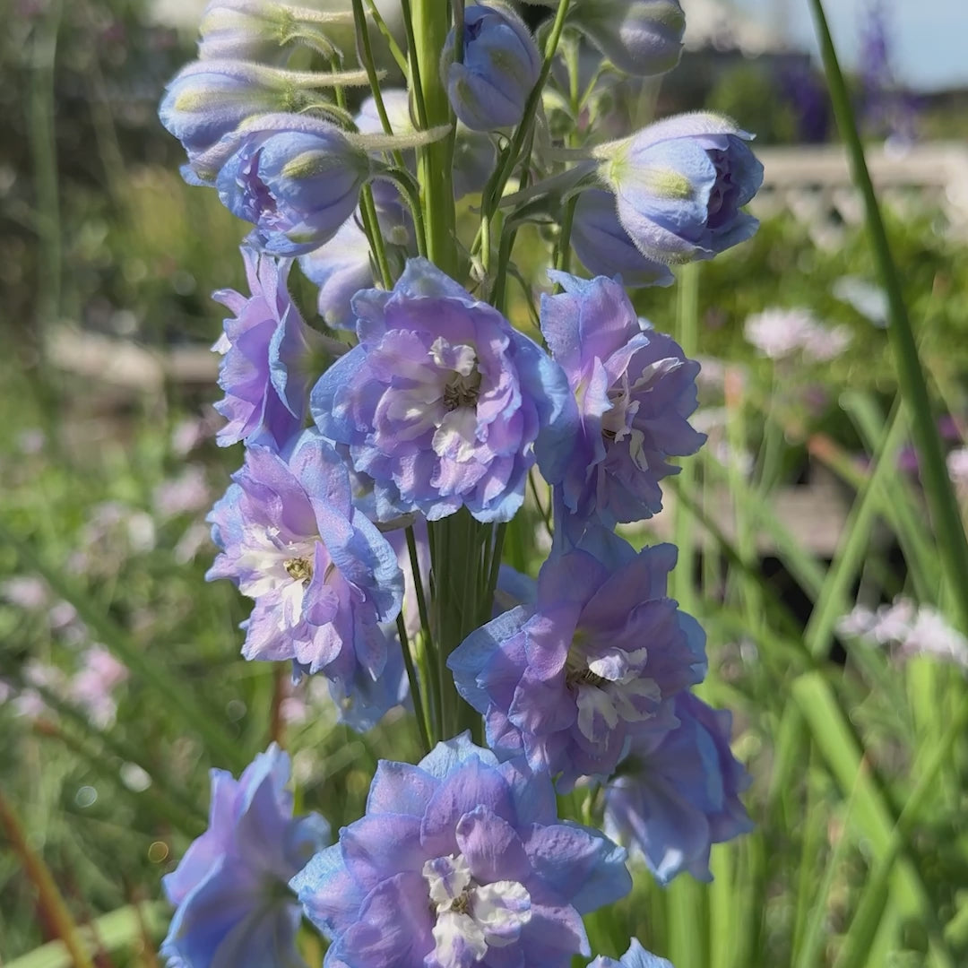 Delphinium &