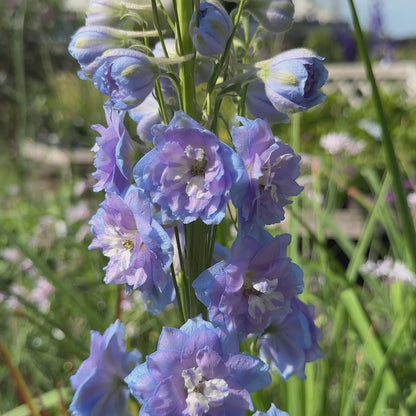 Delphinium &