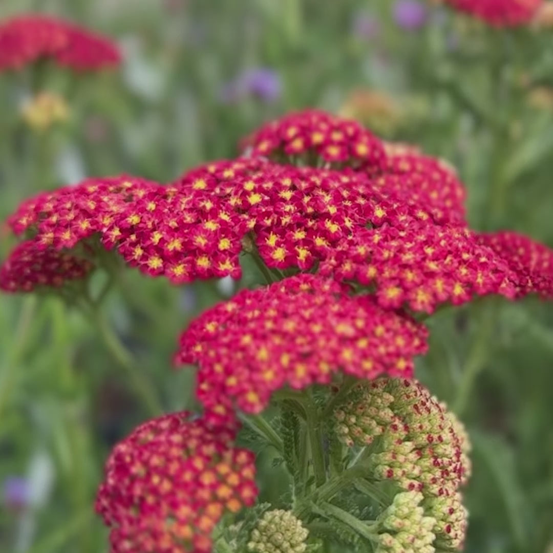 Achillea millefolium &