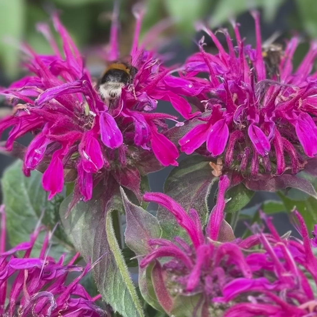 Monarda didyma &