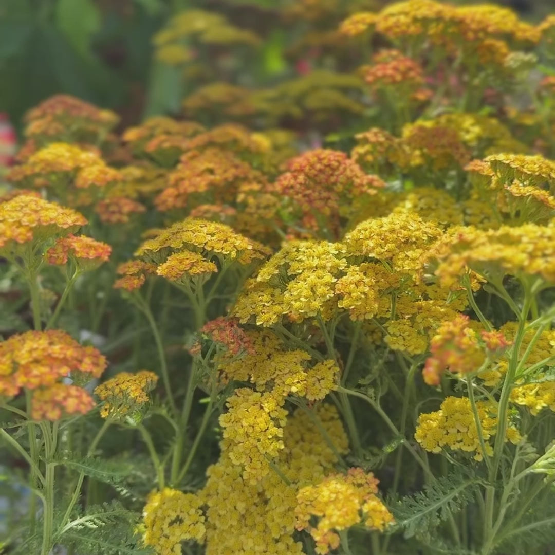 Achillea &