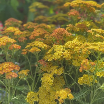Achillea &