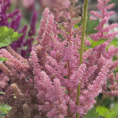 Astilbe &