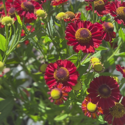 Helenium &