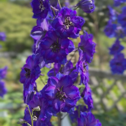 Delphinium &