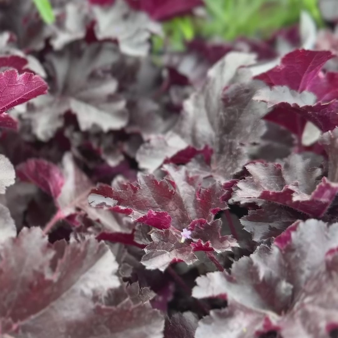 Heuchera Primo &
