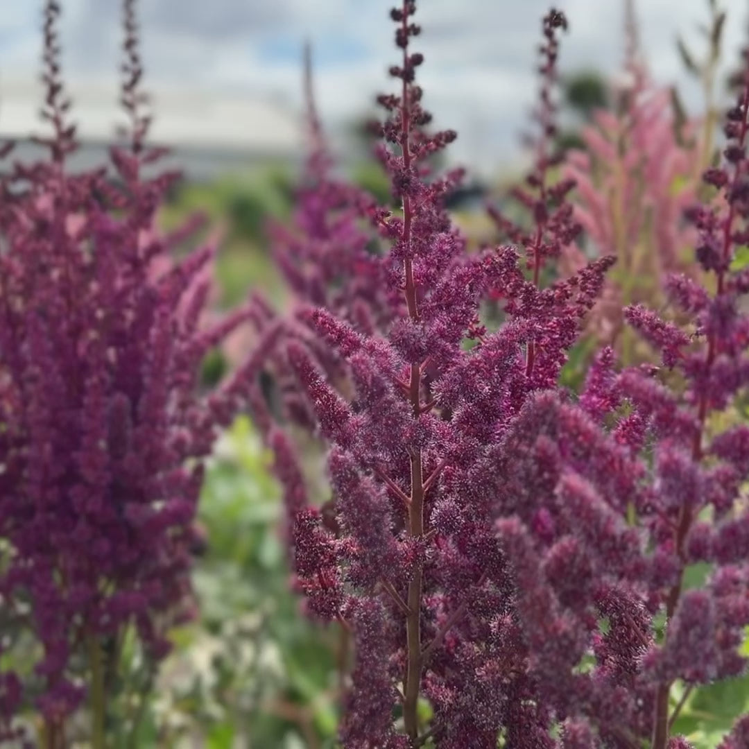 Astilbe chinensis &