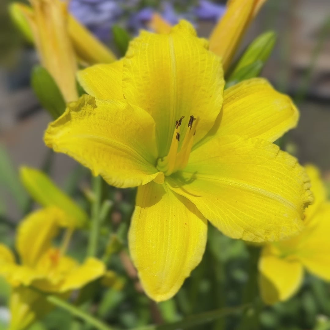 Hemerocallis &