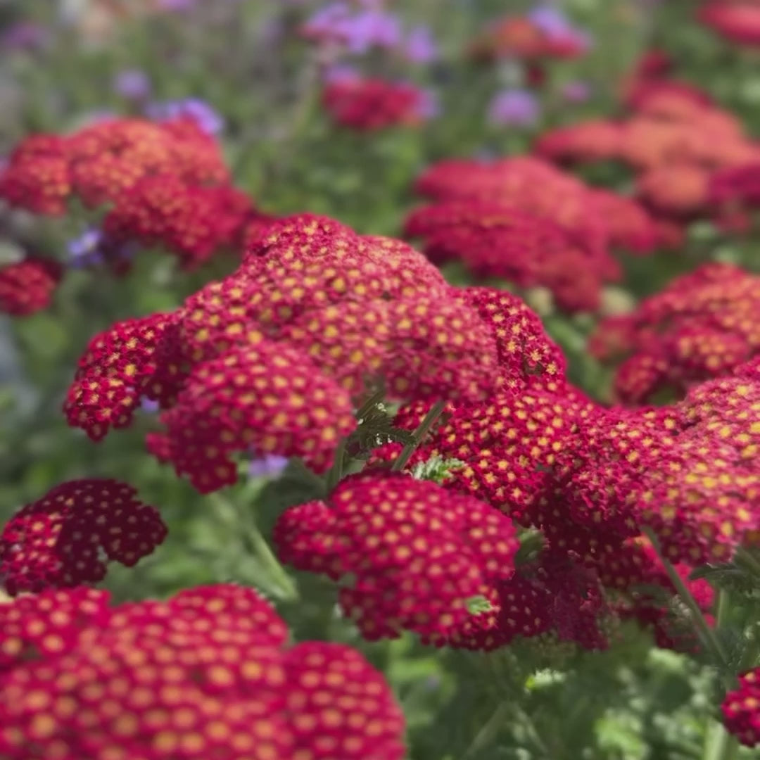 Achillea &