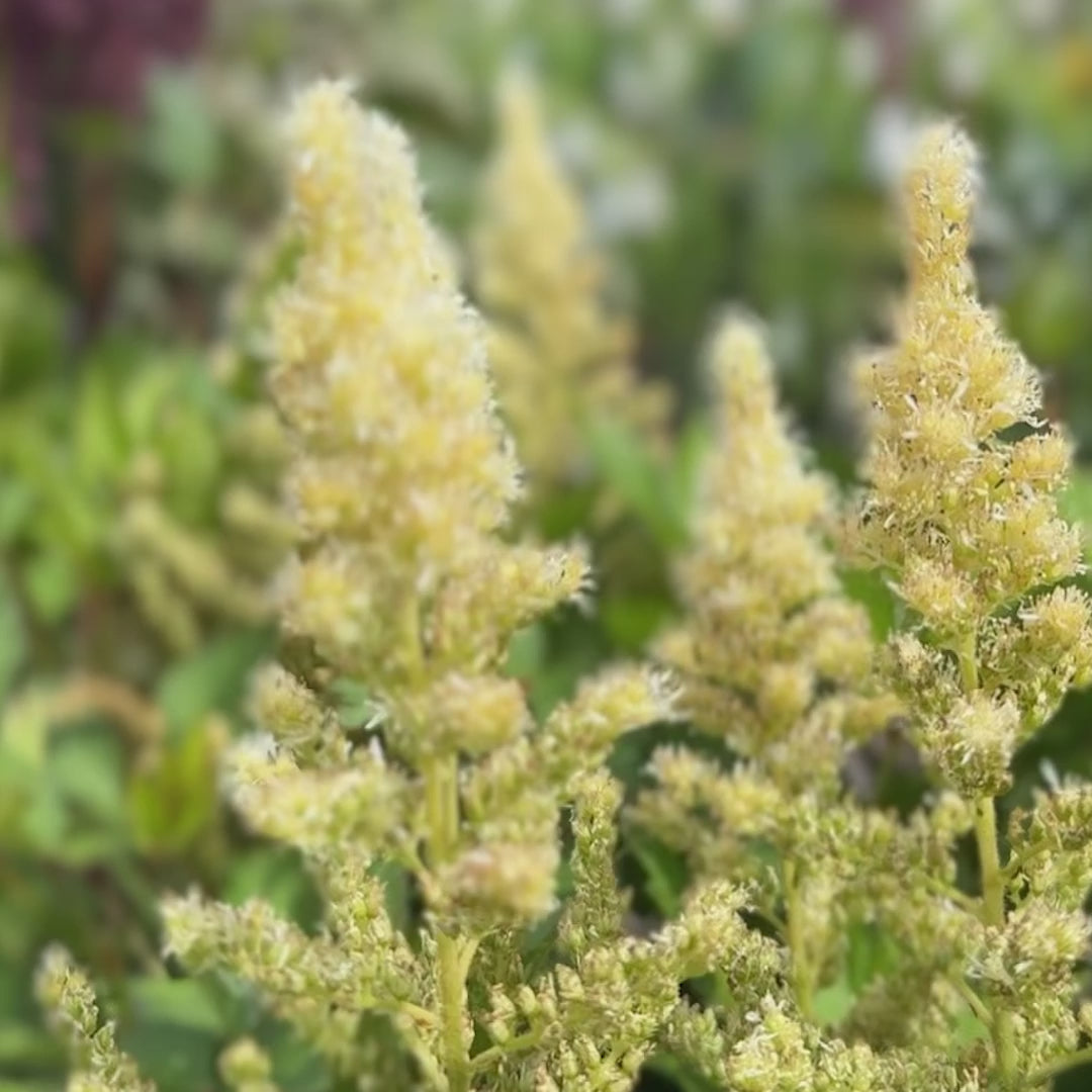 Astilbe &