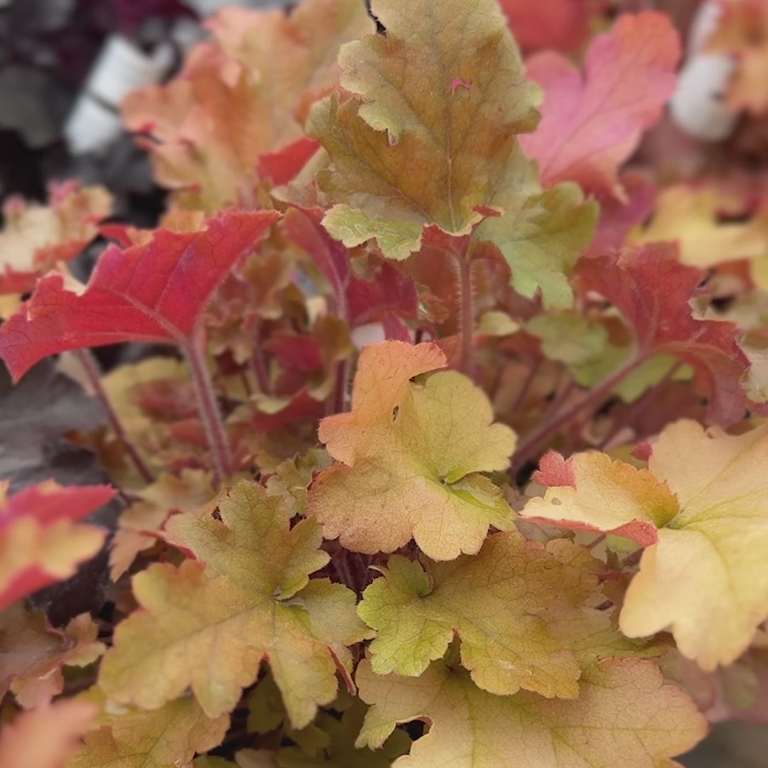 Heuchera &
