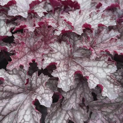 Heuchera &
