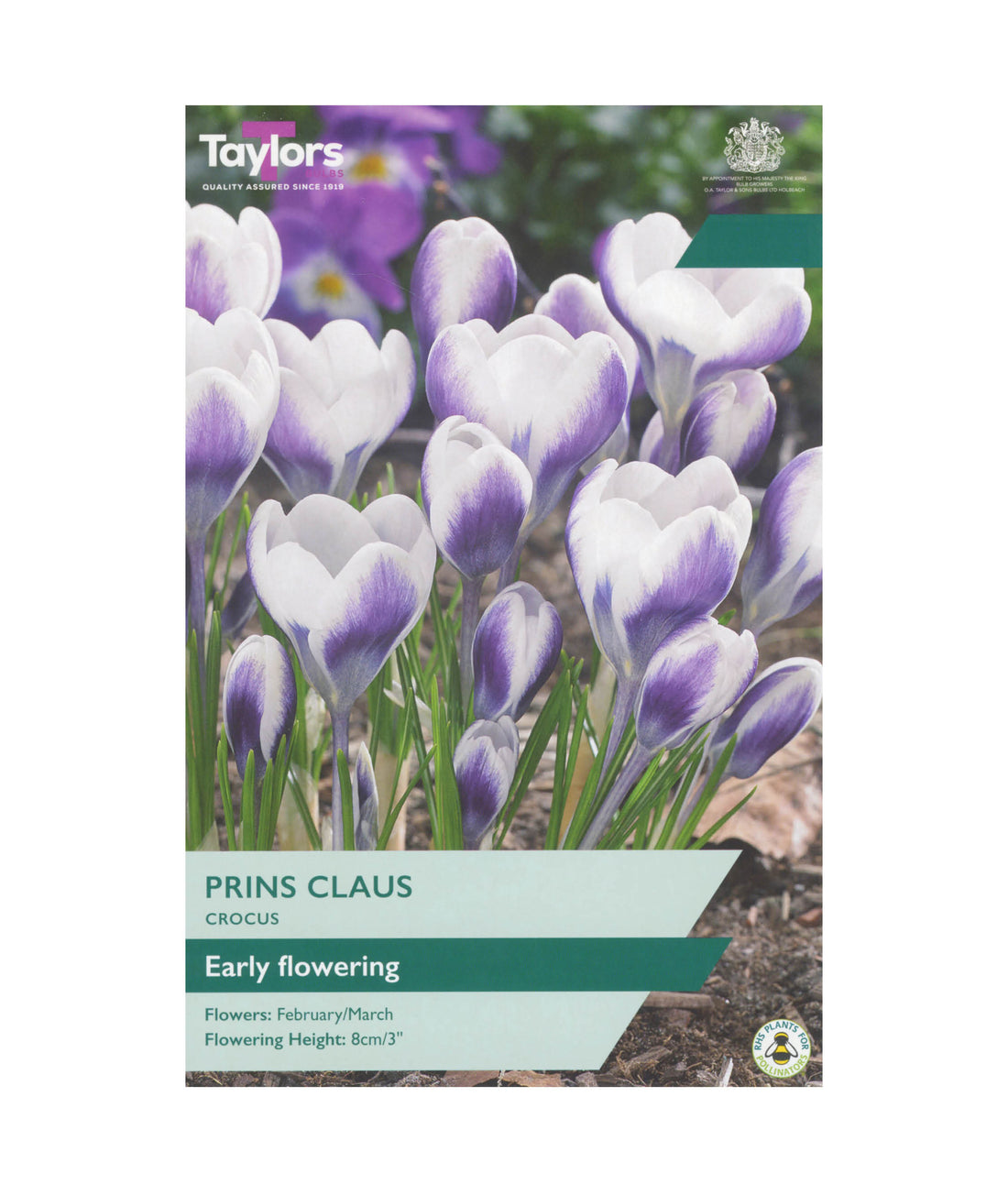 Crocus &