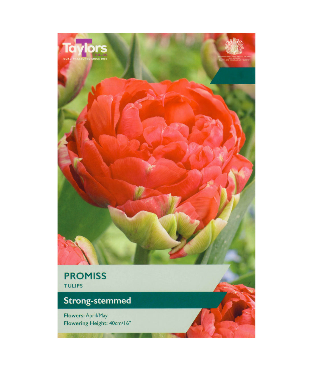 Tulip &