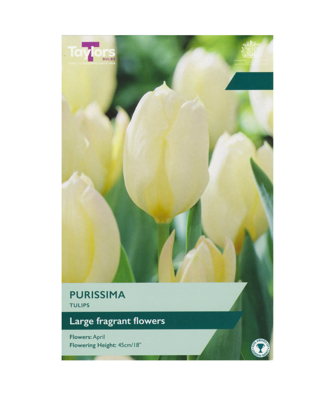 Tulip &