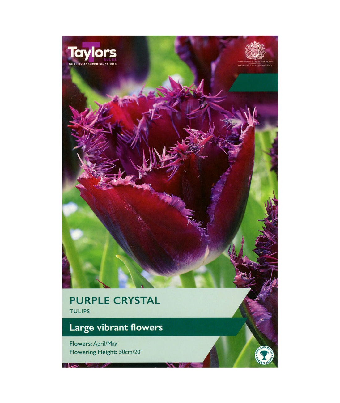 Tulip &