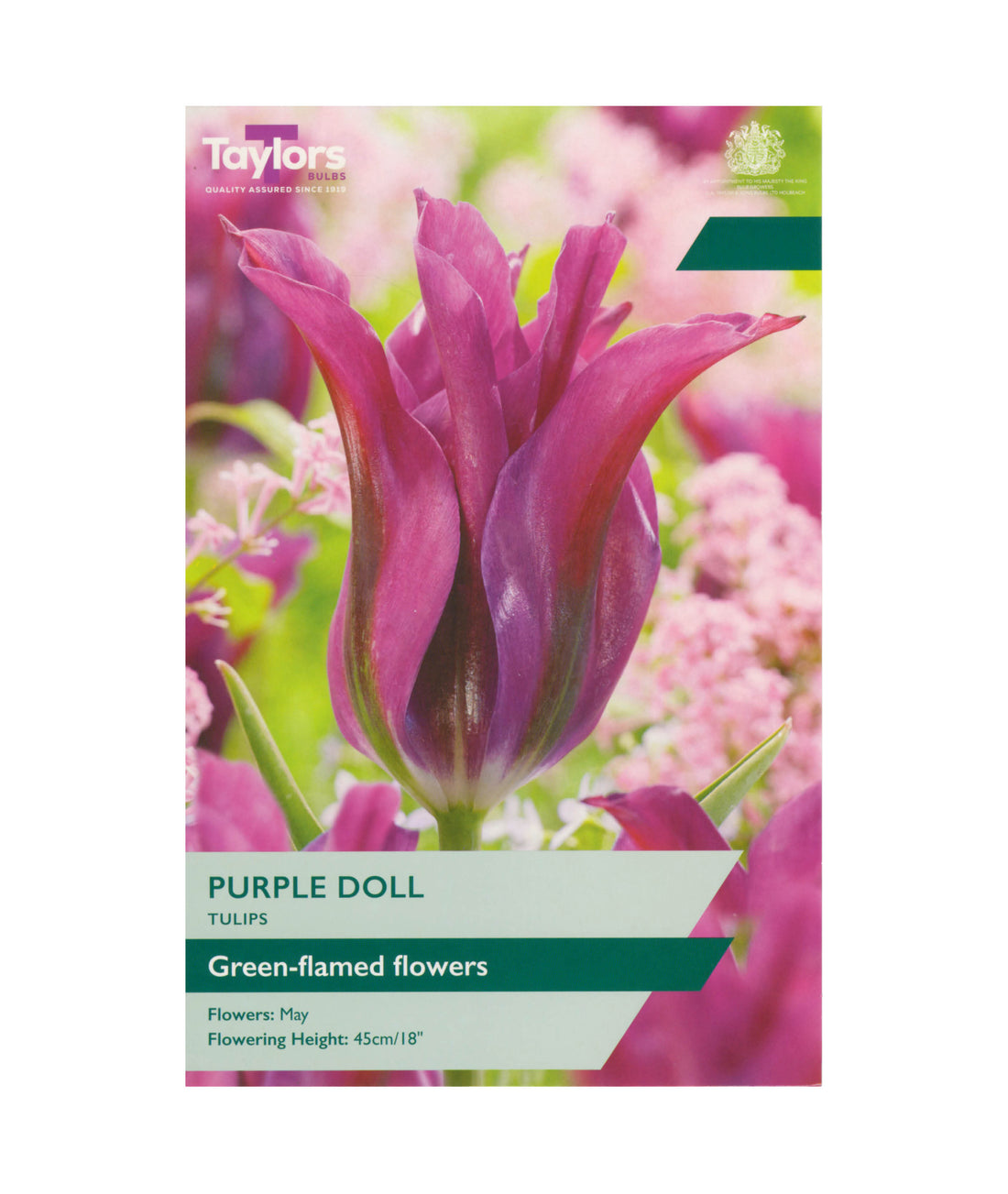 Tulip &