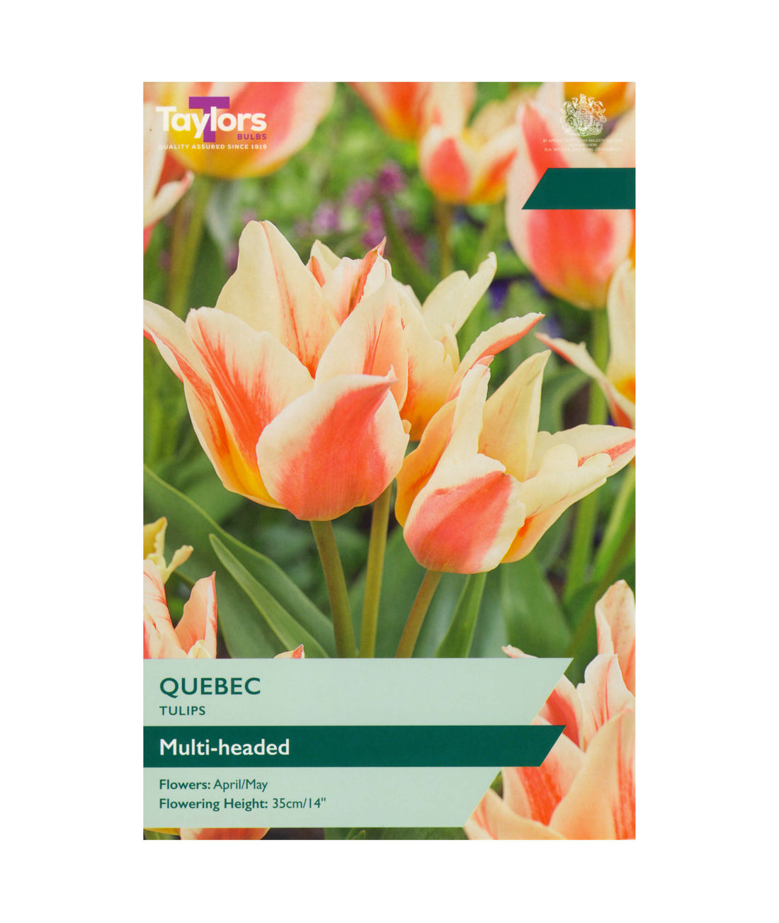 Tulip &