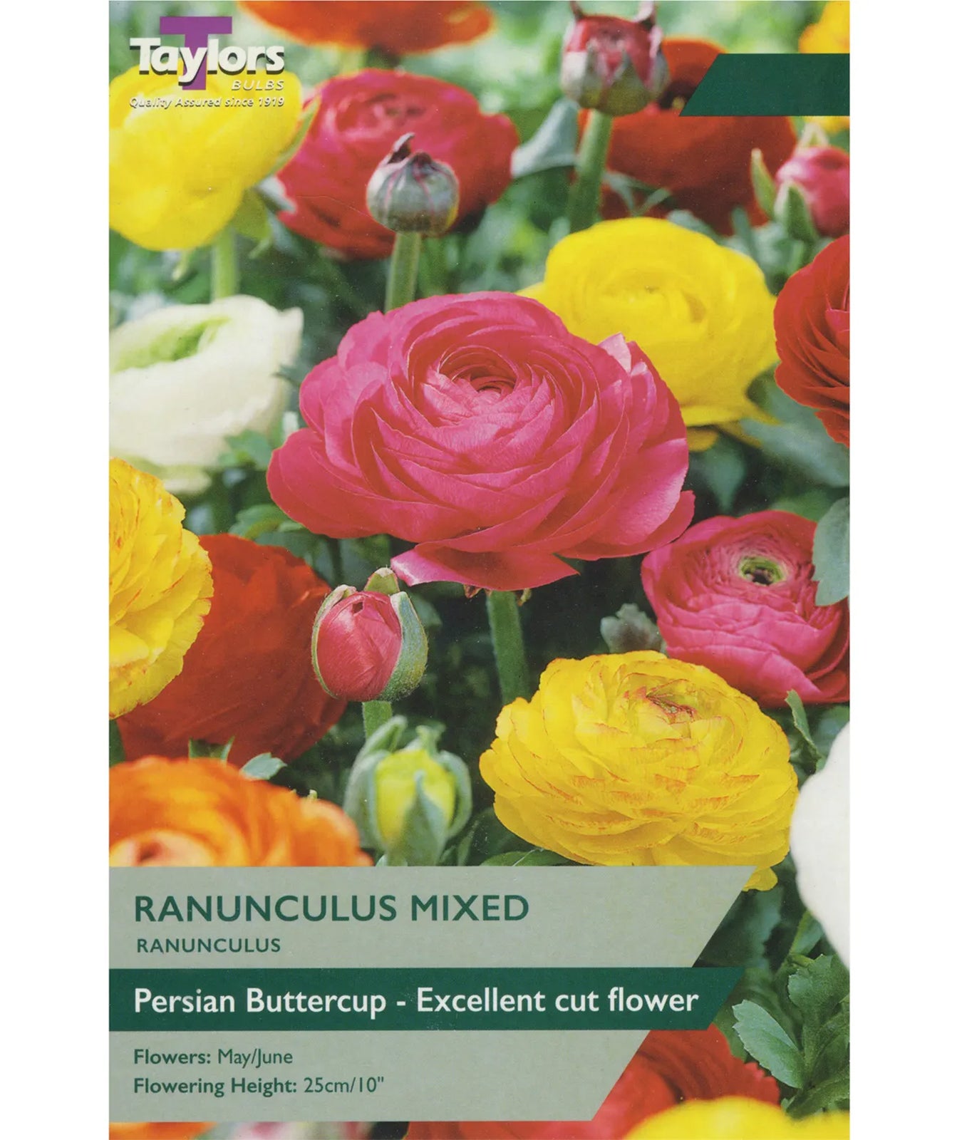 Ranunculus asiaticus Mixed Colours