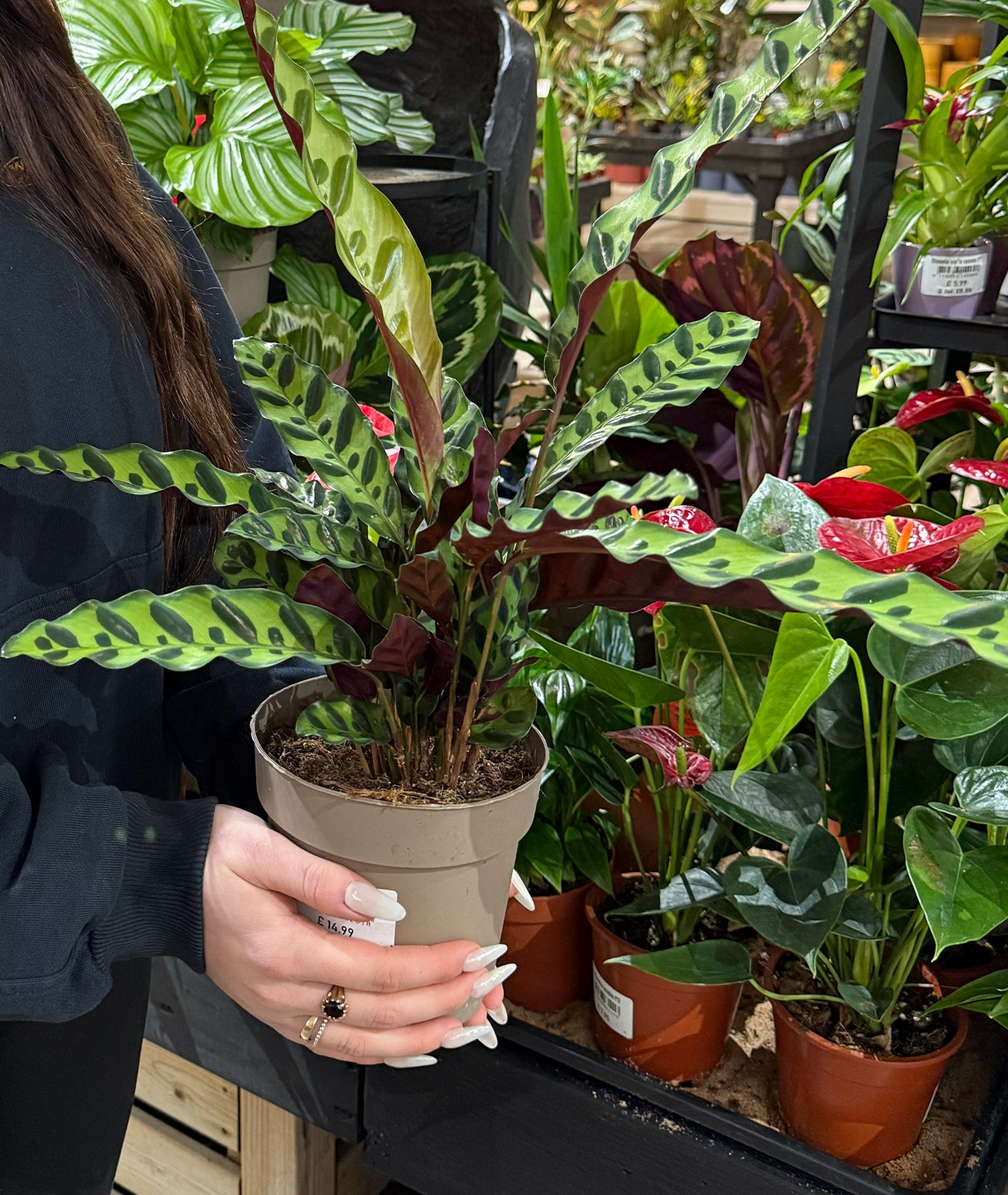 Calathea Lancifolia Houseplant | Rattlesnake Plant  Groh Plants