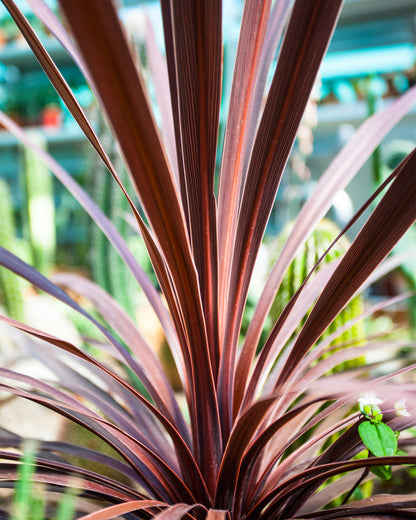 false dracaena cordyline red star Cordyline 'Red Star' – Bold Evergreen for Pots or Borders – Groh Plants