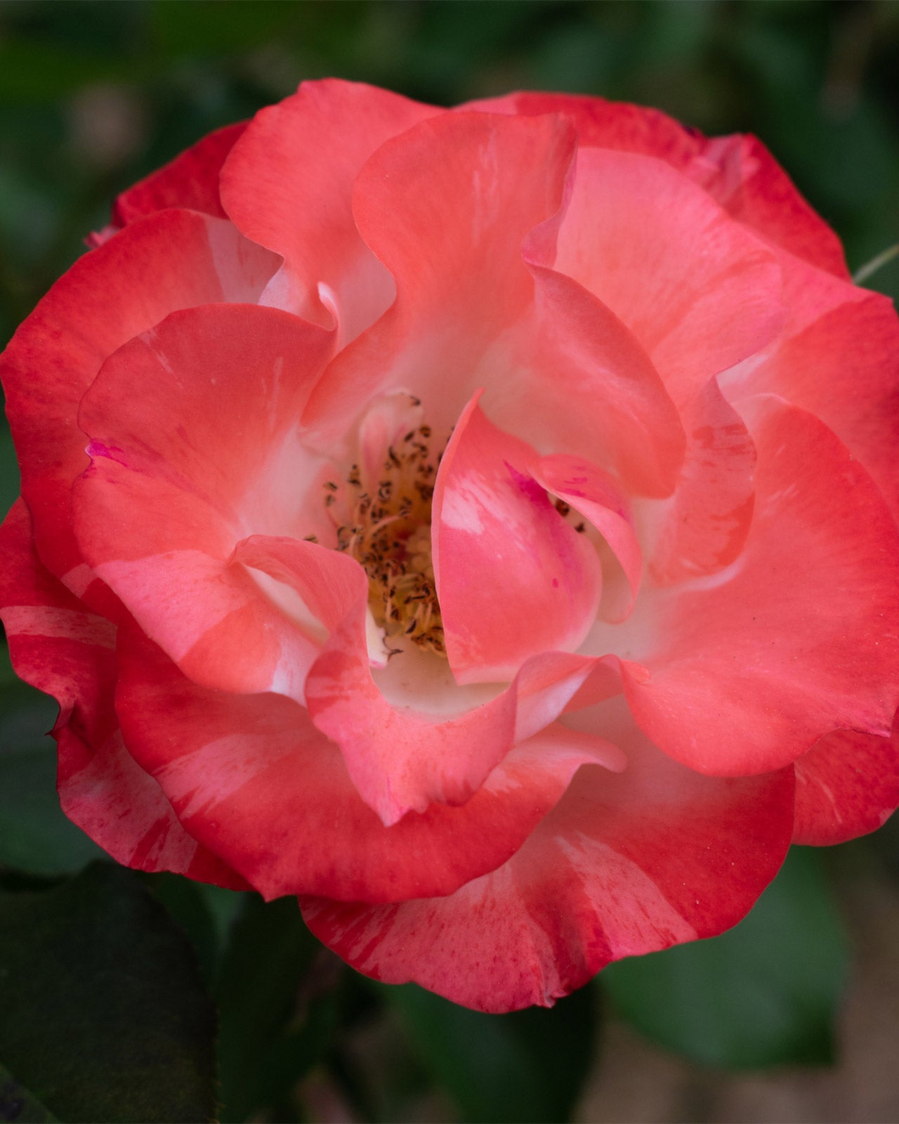 Rosa &