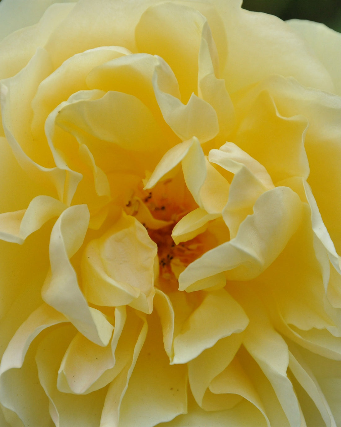 Rosa &