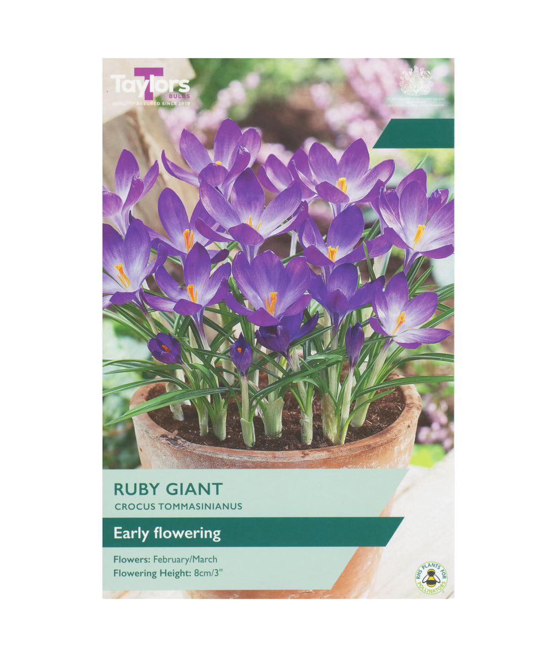 Crocus &