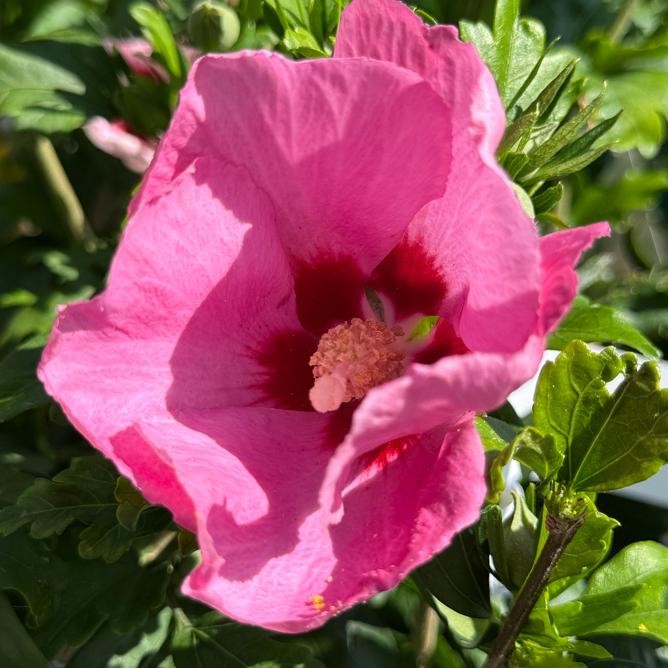 Hibiscus syriacus &