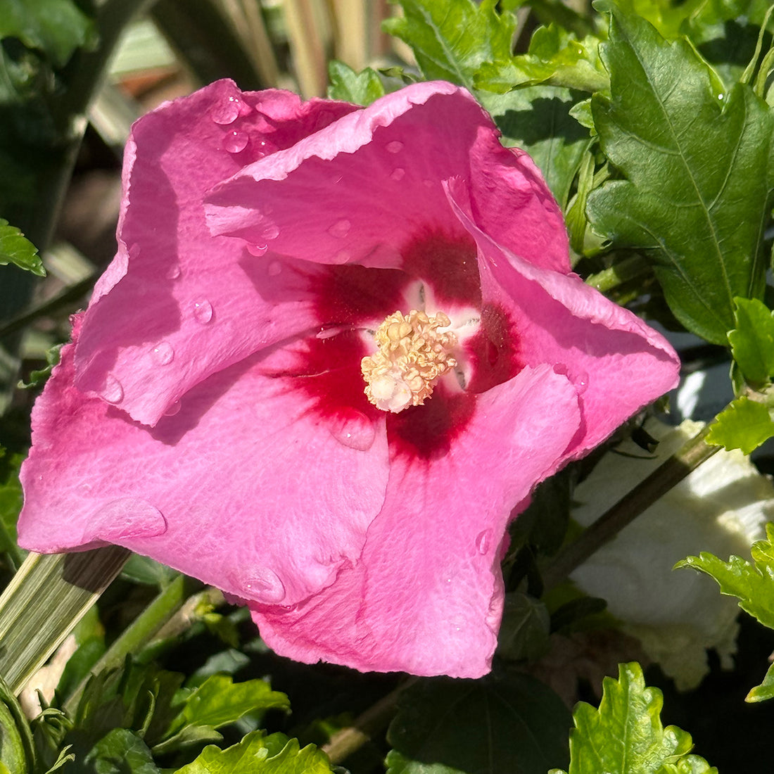 Hibiscus syriacus &