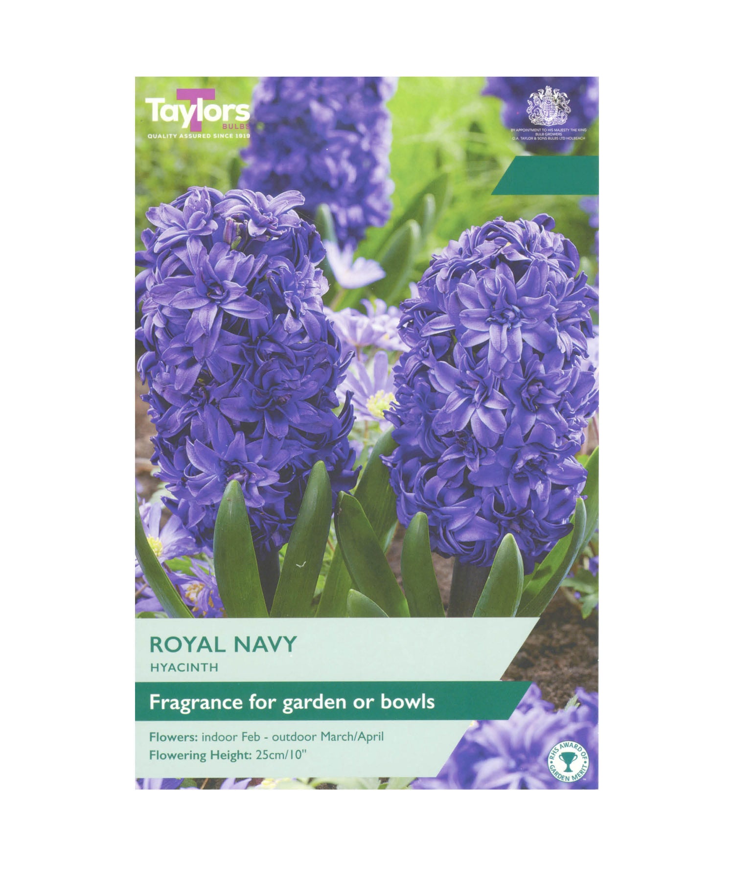 Hyacinth &