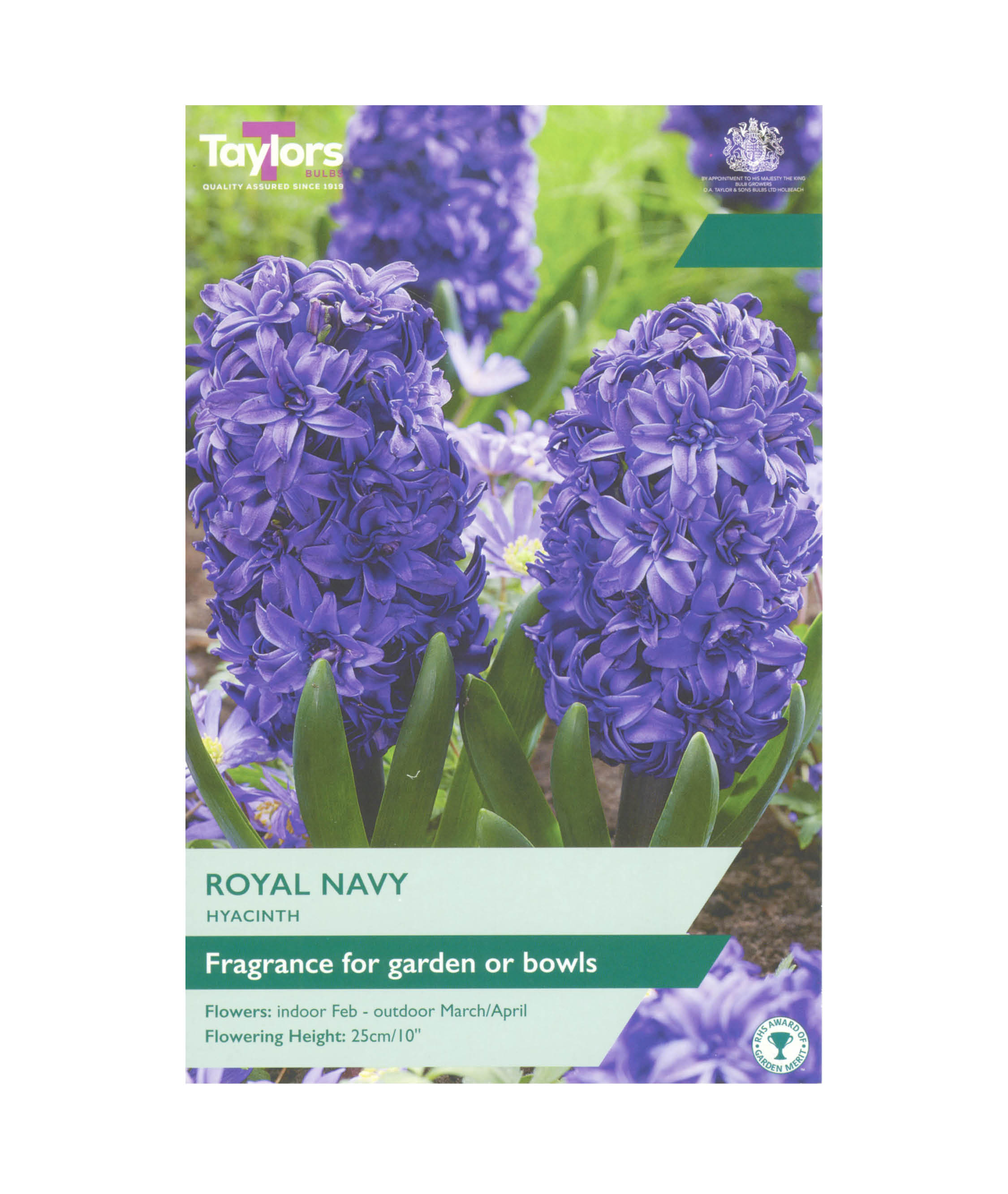 Hyacinth &