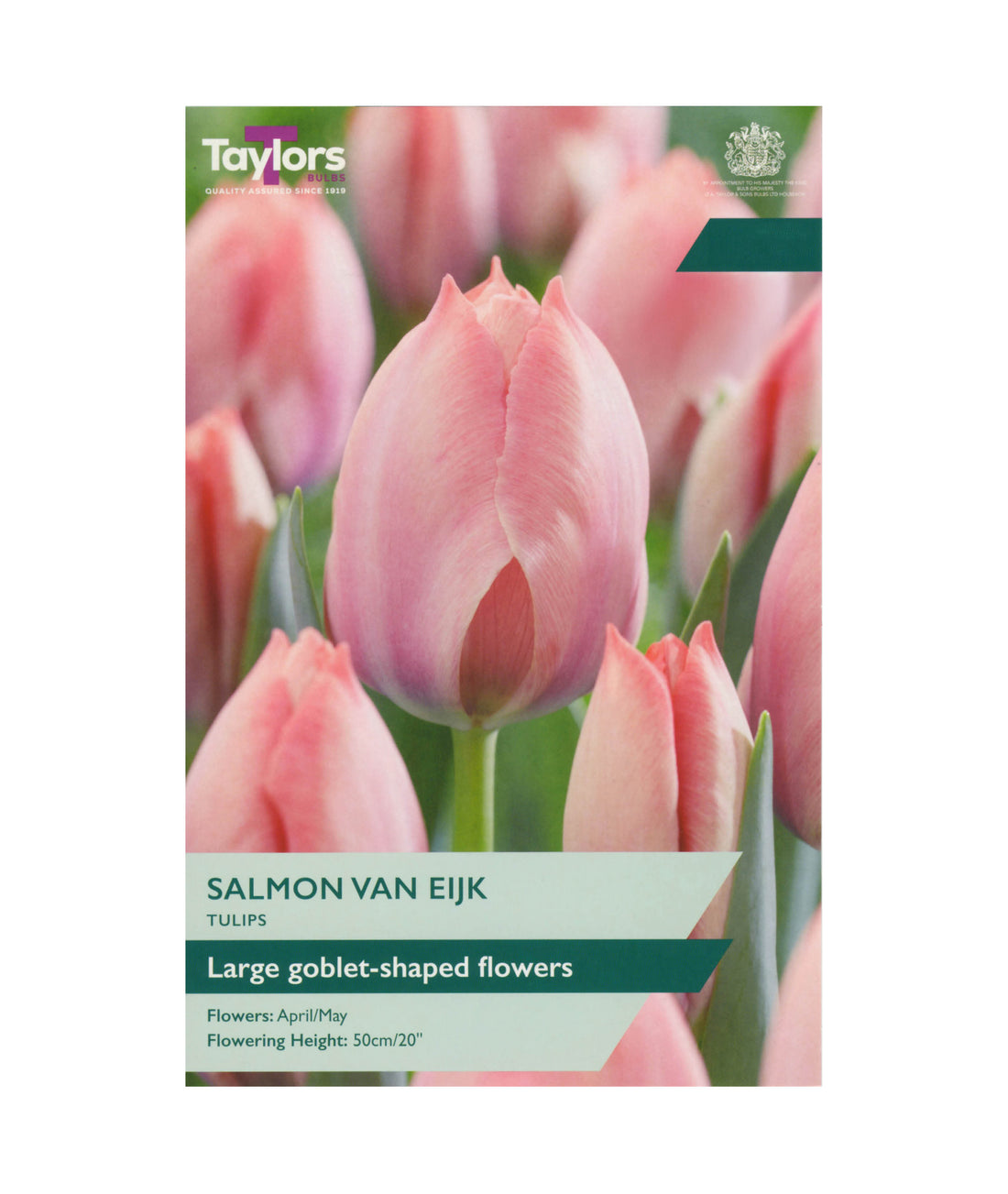 Tulip &