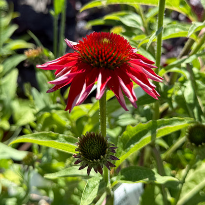 Echinacea &