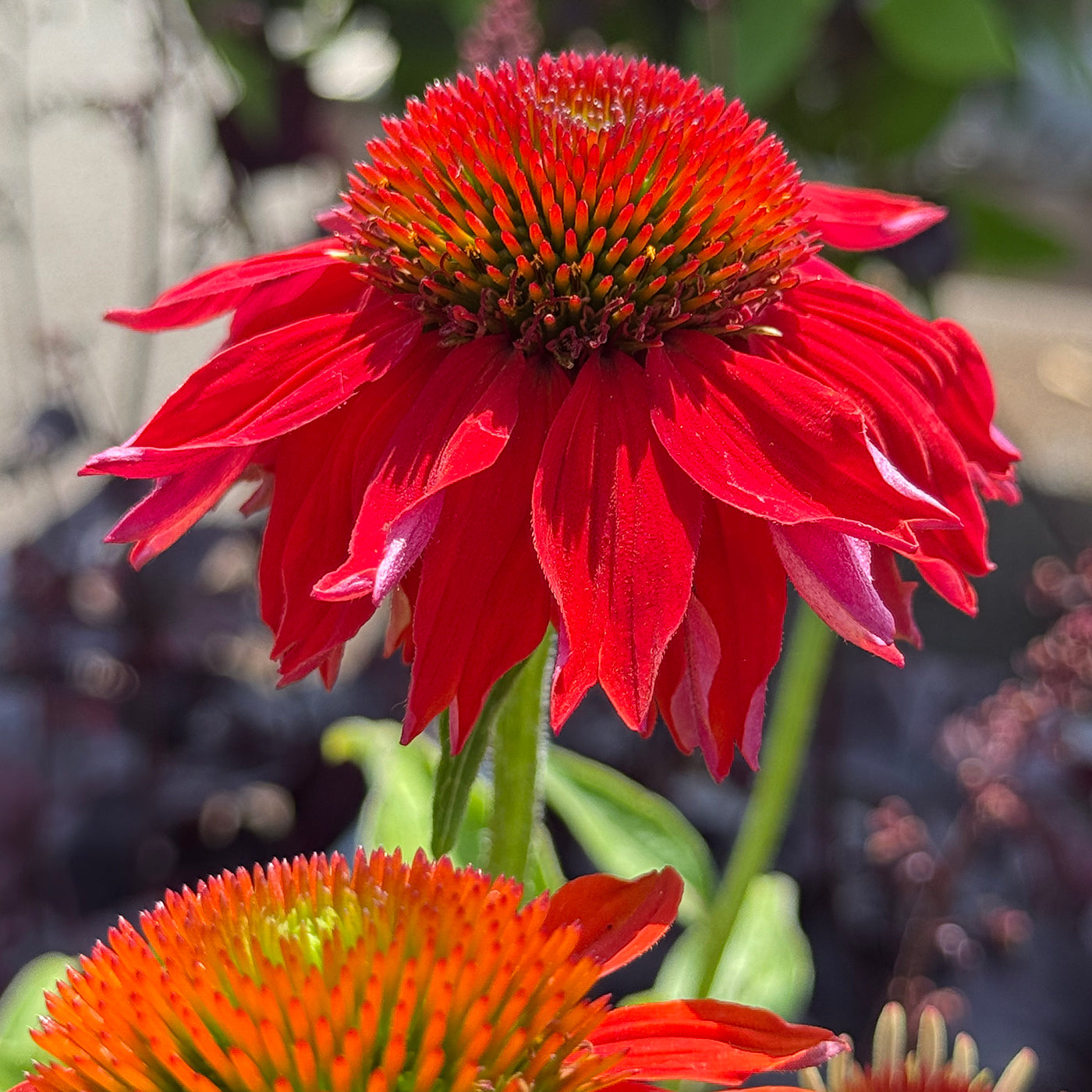 Echinacea &