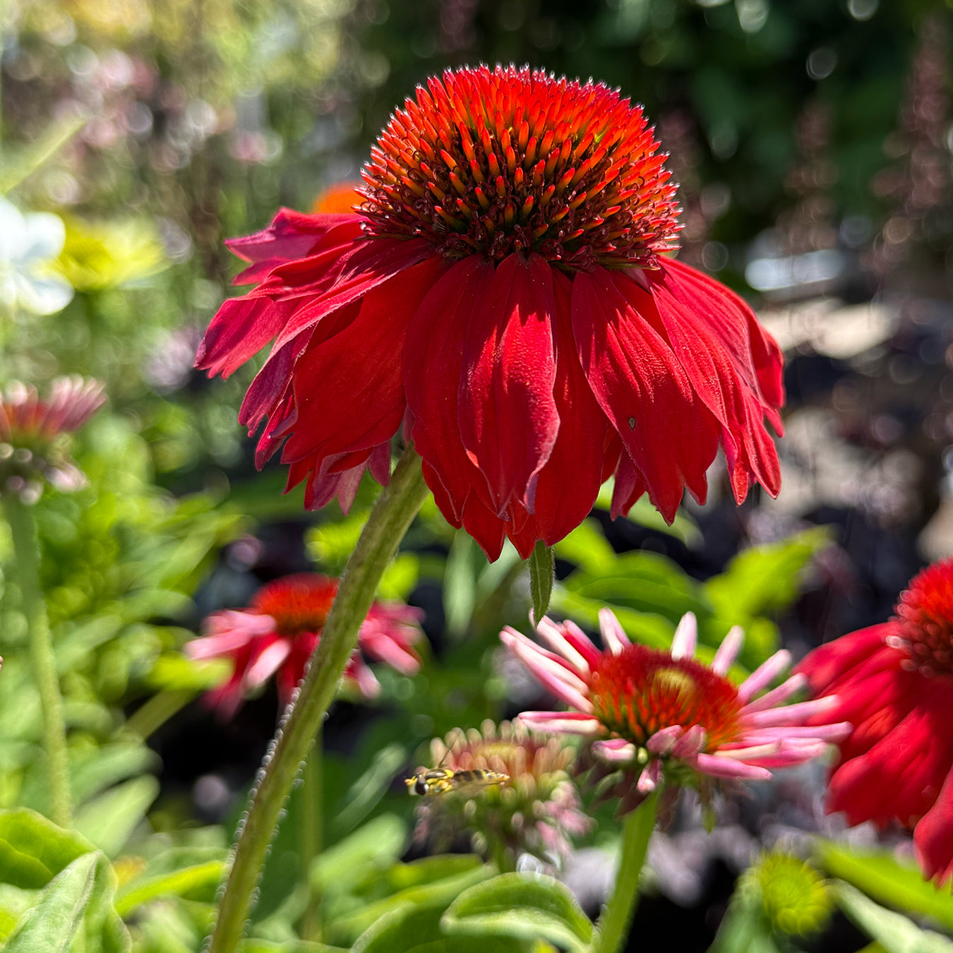 Echinacea &