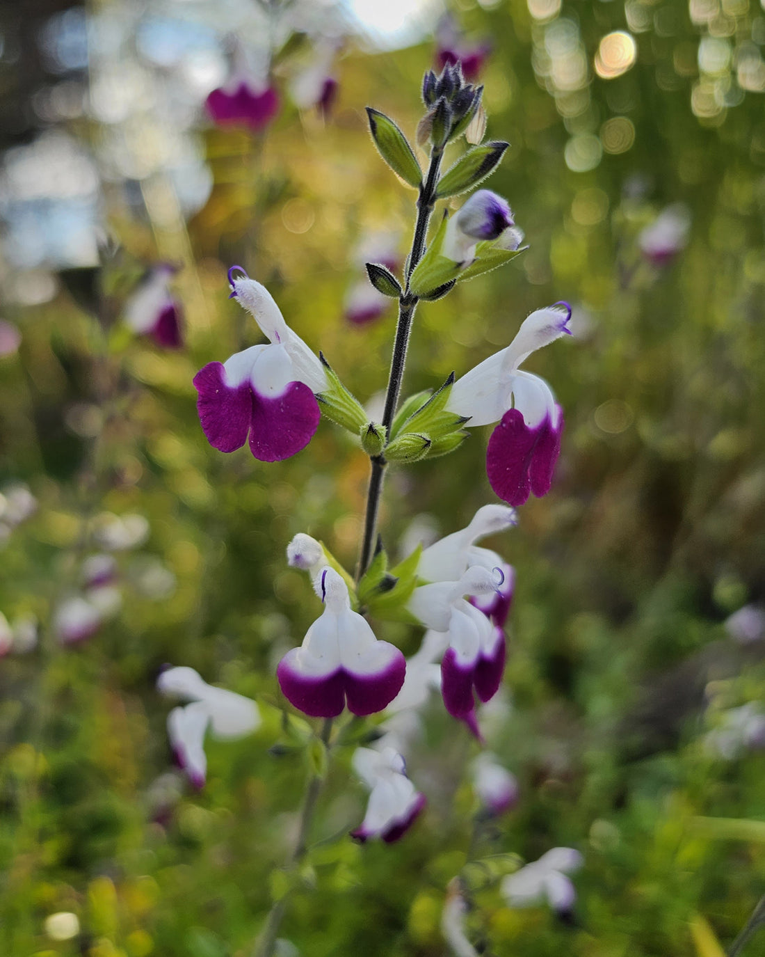 Salvia &