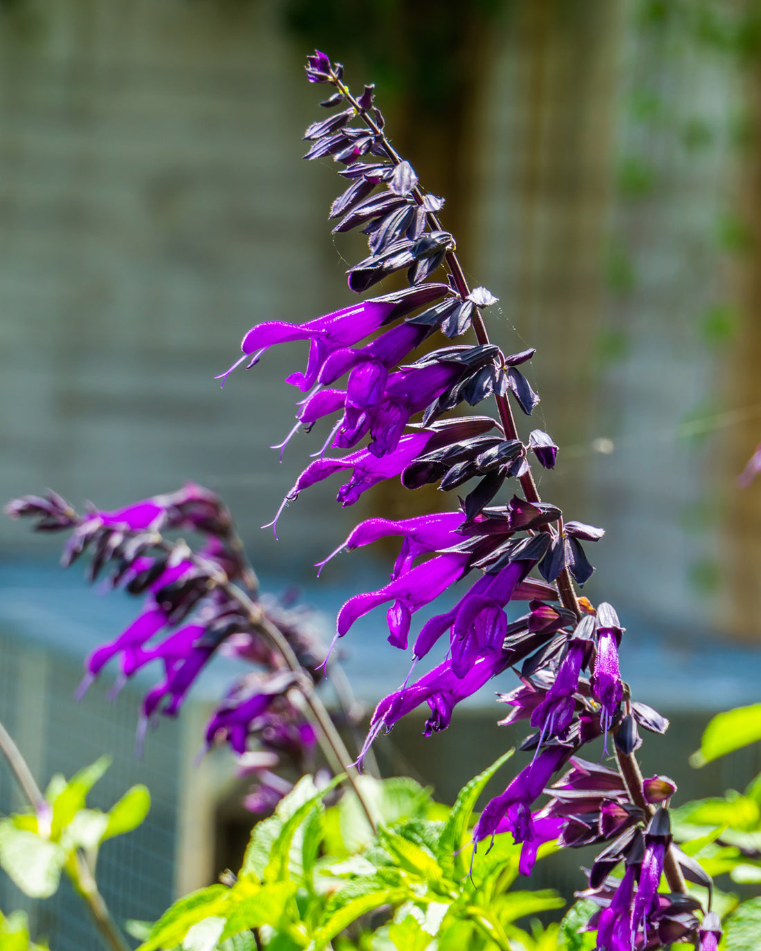 Salvia &