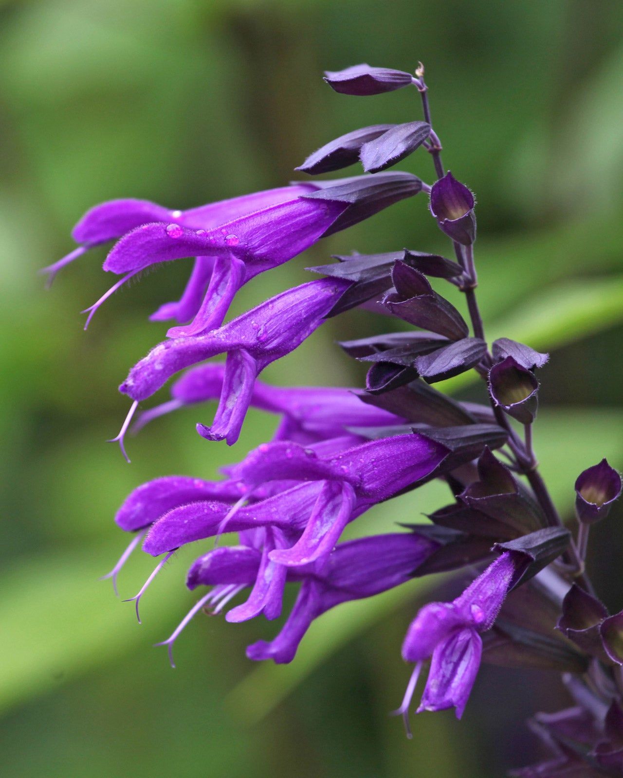 Salvia &