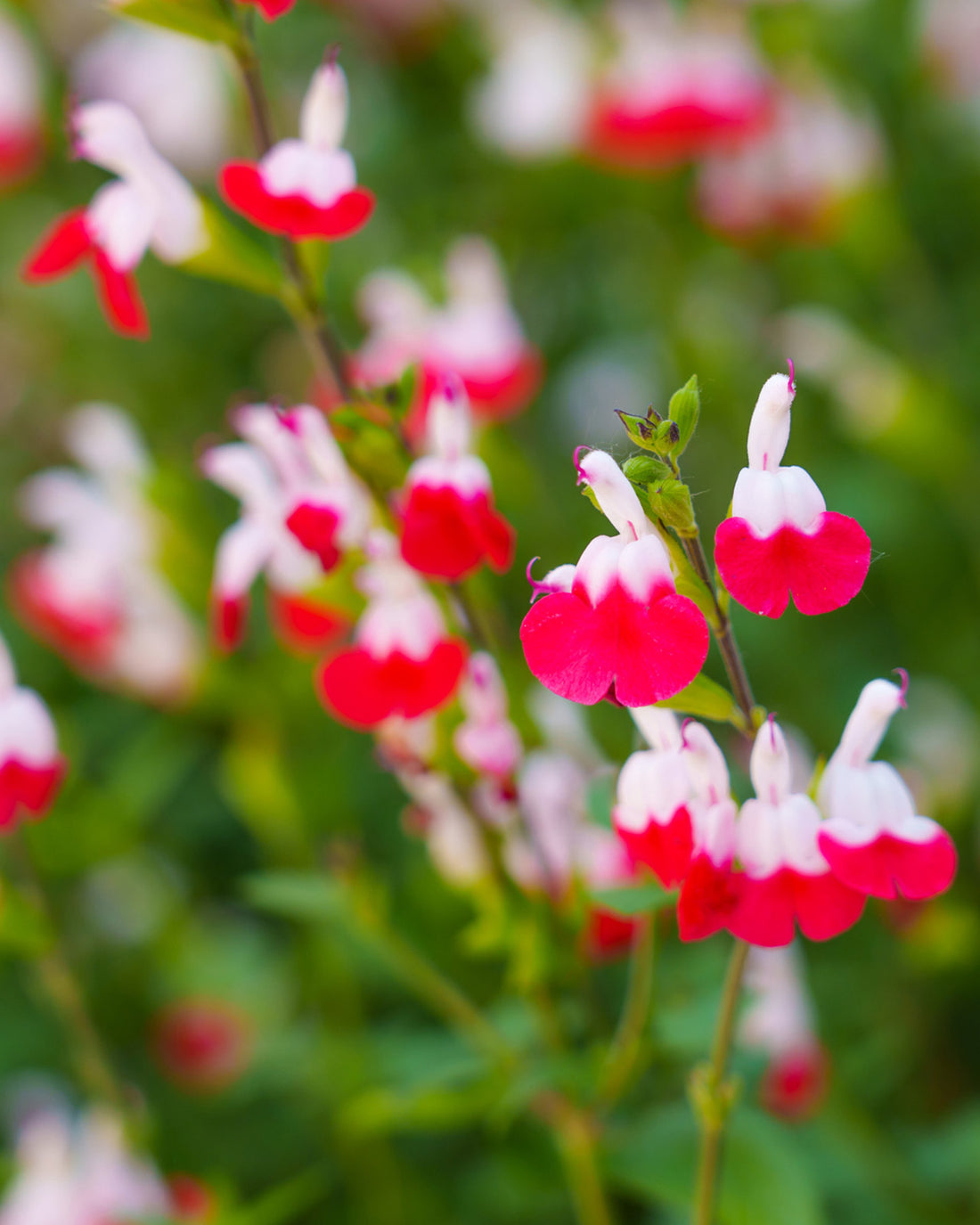Salvia &