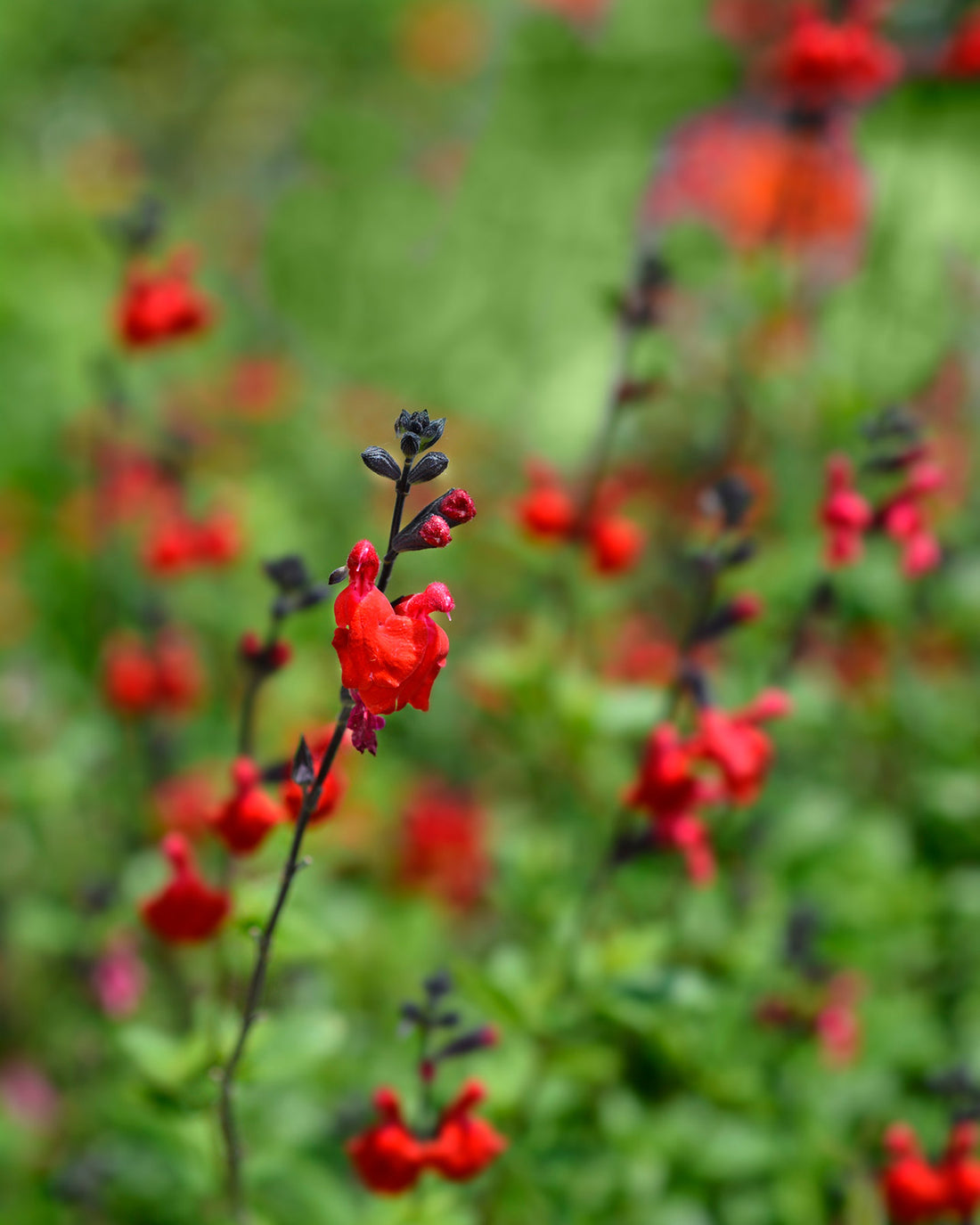 Salvia ‘Royal Bumble’