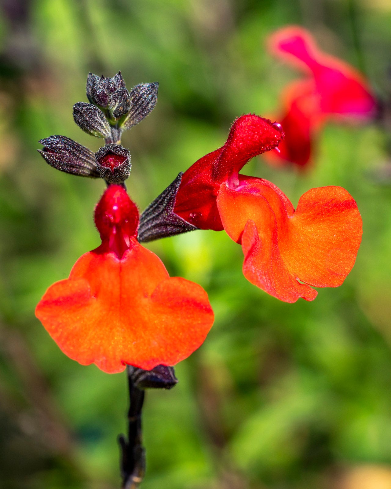 Salvia ‘Royal Bumble’