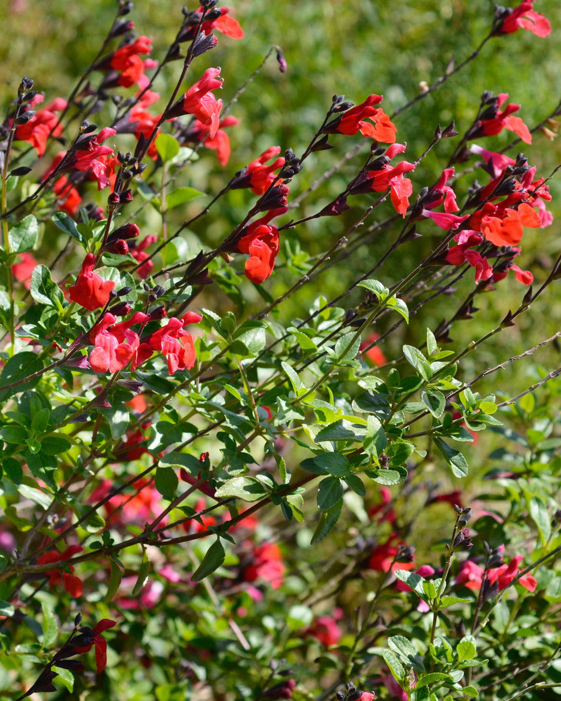 Salvia ‘Royal Bumble’