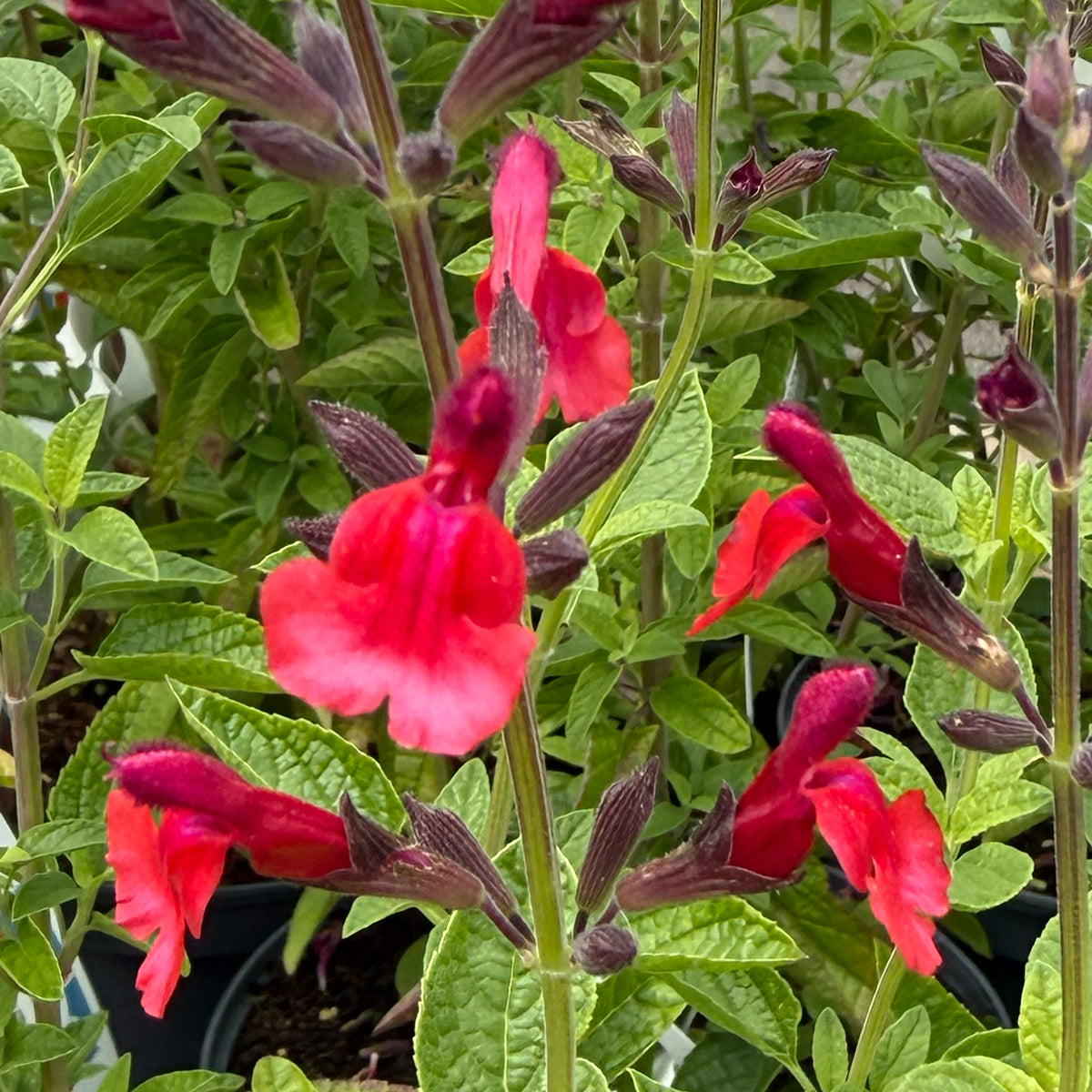 Salvia &