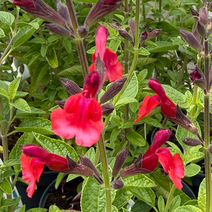 Salvia &