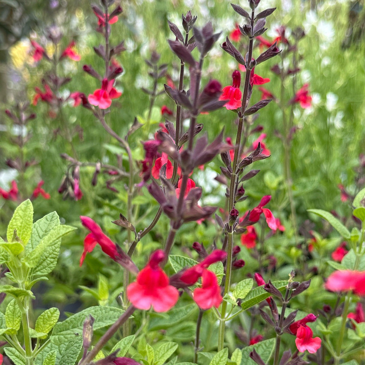 Salvia &